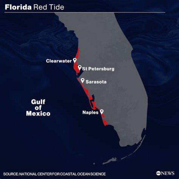 
How long does Red Tide last in Florida? Duration explored as dead fish pile up on coast 